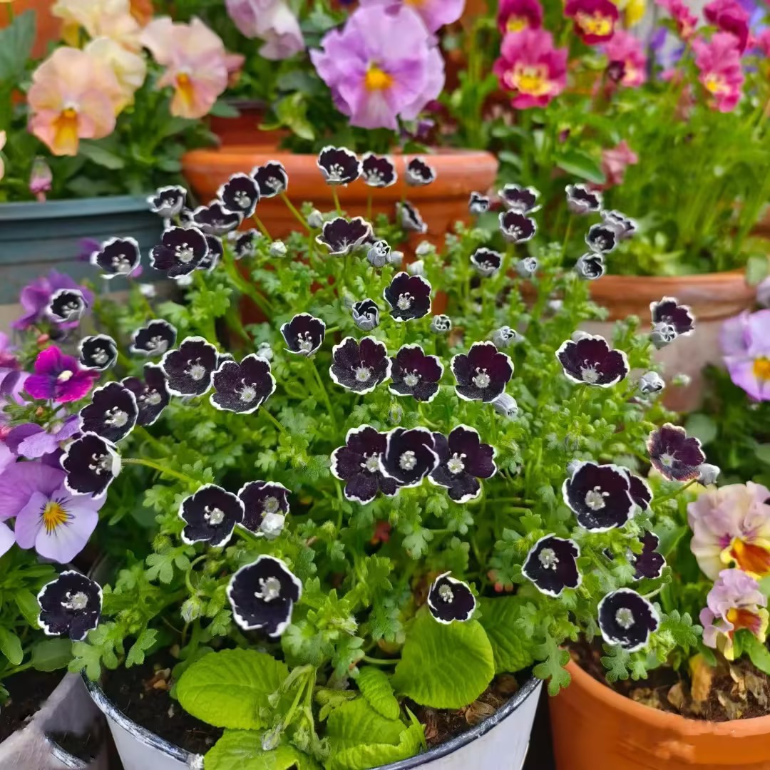 Nemophila-Baby Blue Eyes-Plantjoyfarm