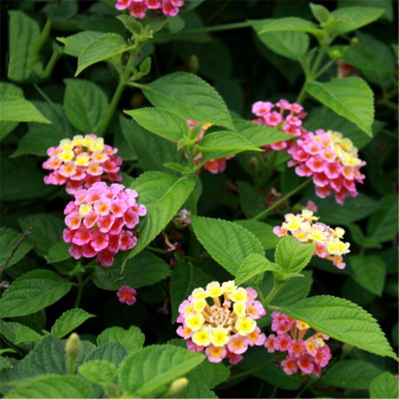 Egrow 30 Pcs/Pack Lantana Seeds Lantana Camara Tree Plan Flower Seeds Home Garden Seeds-Plantjoyfarm