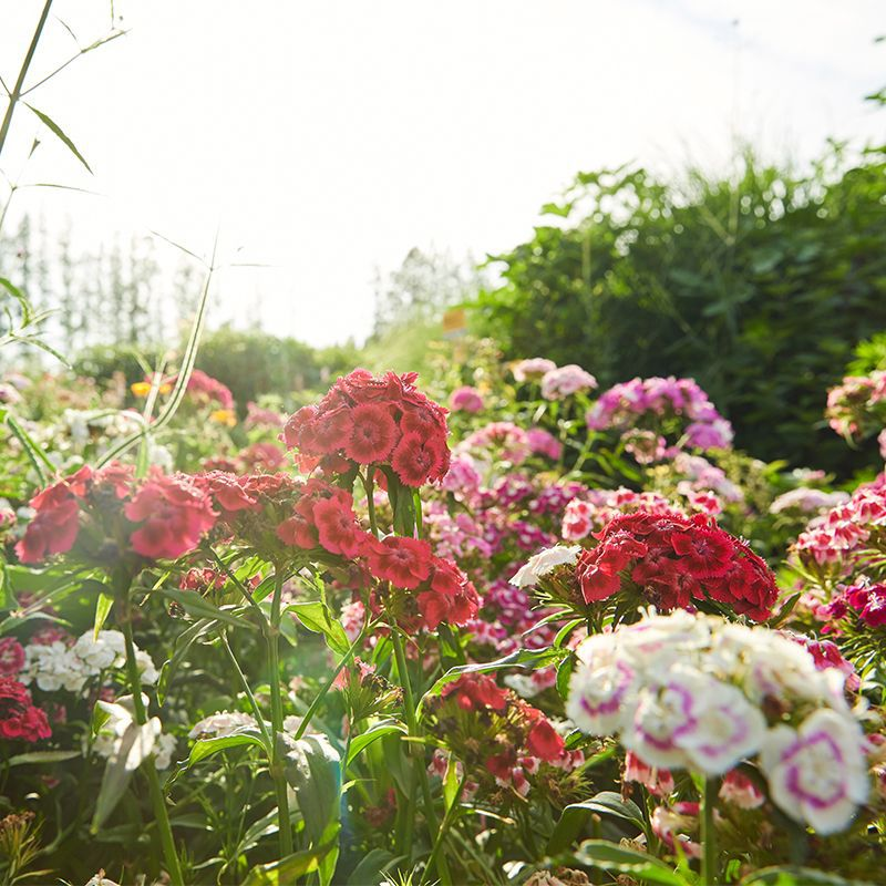 Mixed Dianthus/Sweet William Seed-Plantjoyfarm