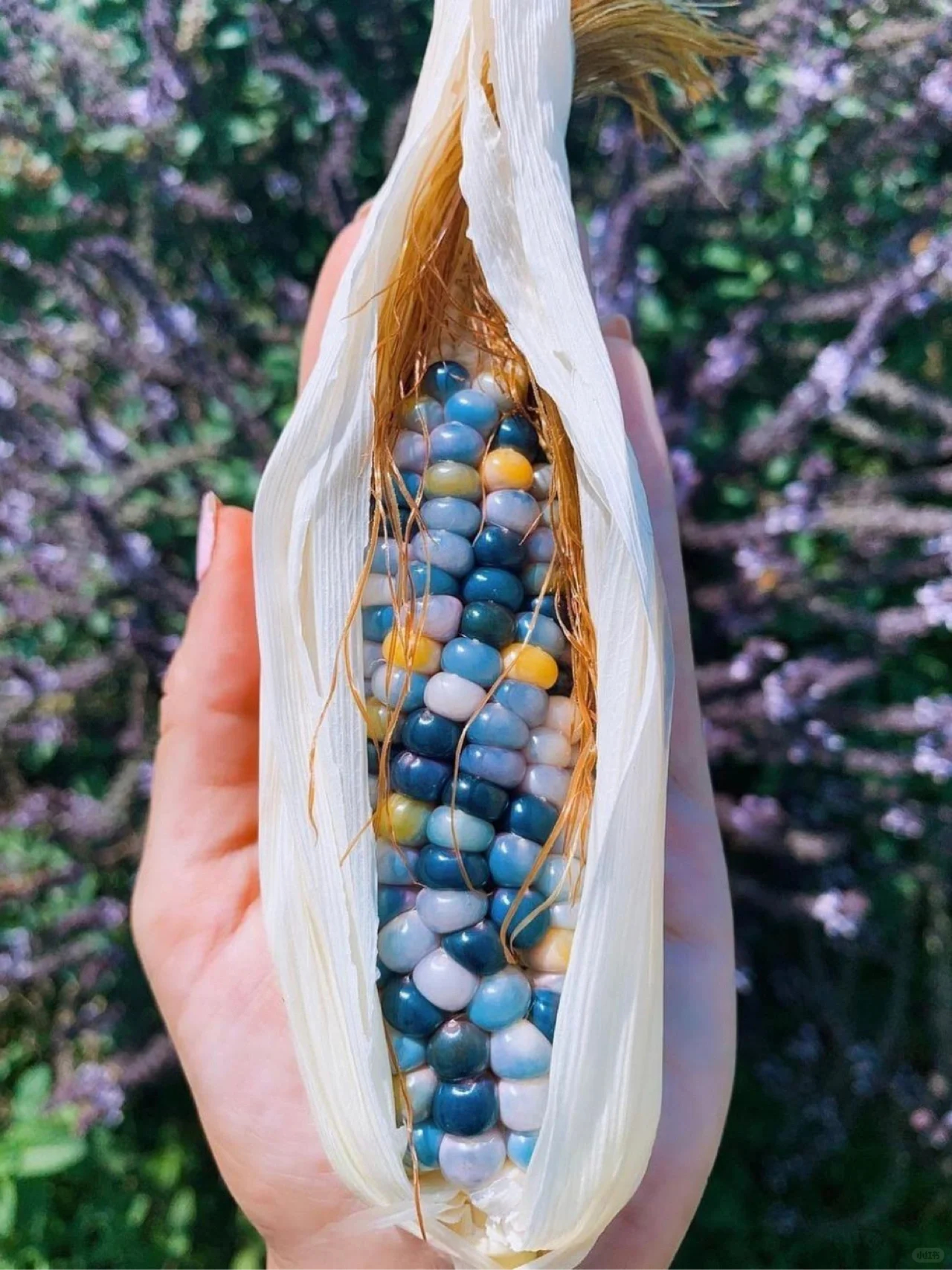 Decorative Corn Gem corn  Seeds-Plantjoyfarm