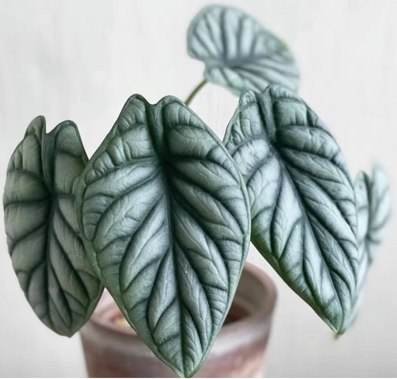 Alocasia baginda 'Silver Dragon' RARE Indoor and Outdoor Live Tropical House Plant-Plantjoyfarm