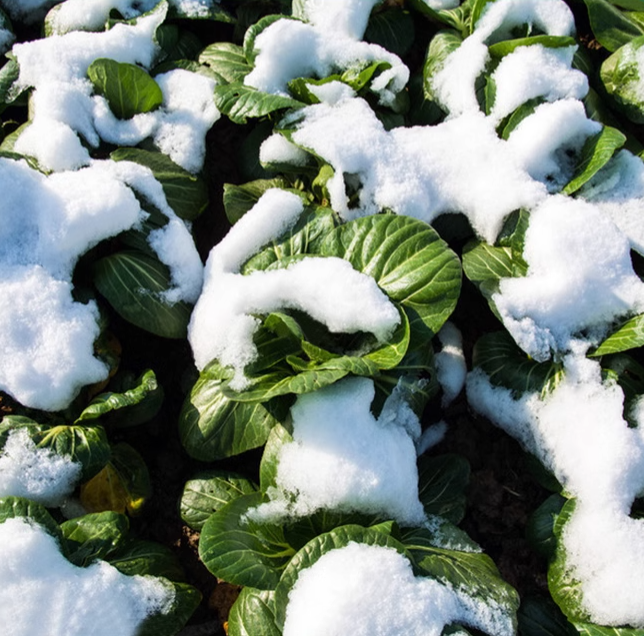 Black-leaf Bok Choy Seeds-Plantjoyfarm