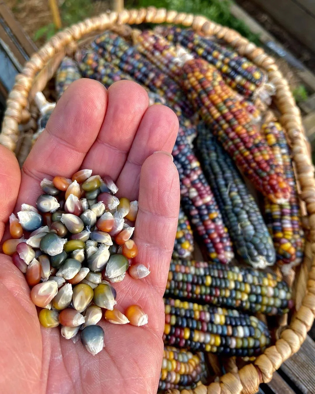 Decorative Corn Gem corn  Seeds-Plantjoyfarm