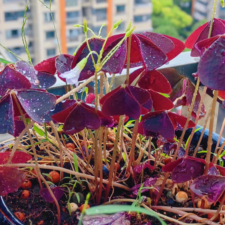 Oxalis Triangularis Purple Shamrock Good Luck Plant-Plantjoyfarm