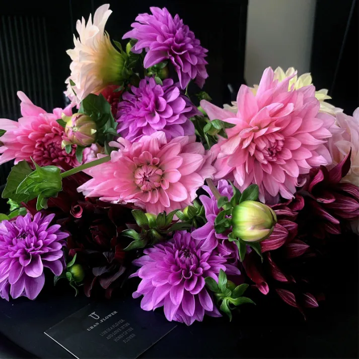 💐Double Dahlia Mixed Seeds—Thirty Mixed Breeds