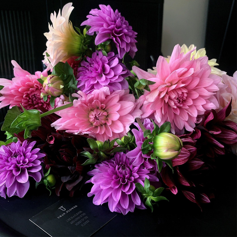 Mixed Dahlia Seeds-Plantjoyfarm
