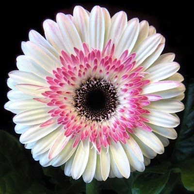 Pyrethrum-Double Gerbera Flower Seeds. Get 50% off