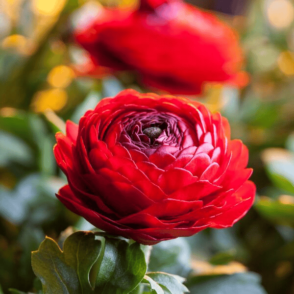 Multicolor Ranunculus Seeds-Plantjoyfarm
