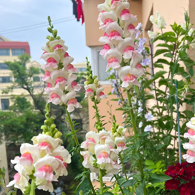 Dwarf Snapdragon  Seed Mixed-Plantjoyfarm