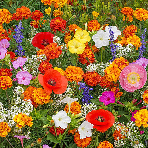 Deer Resistant Seed Mix-Plantjoyfarm