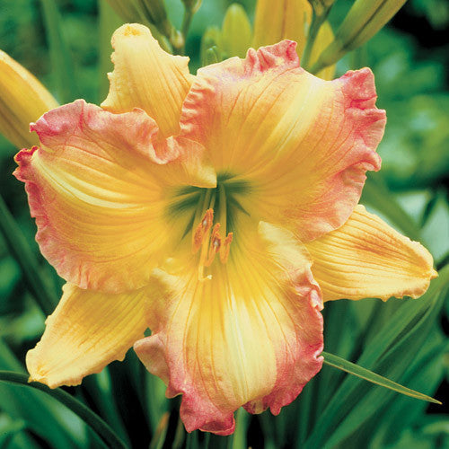 Daylily Hybrid Flowers Seeds, Hemerocallis Hybrid, 20pcs/pack-Plantjoyfarm