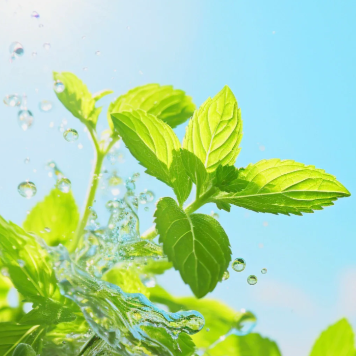 🍃The Latest Ornamental And Edible Mint Varieties-Plantjoyfarm