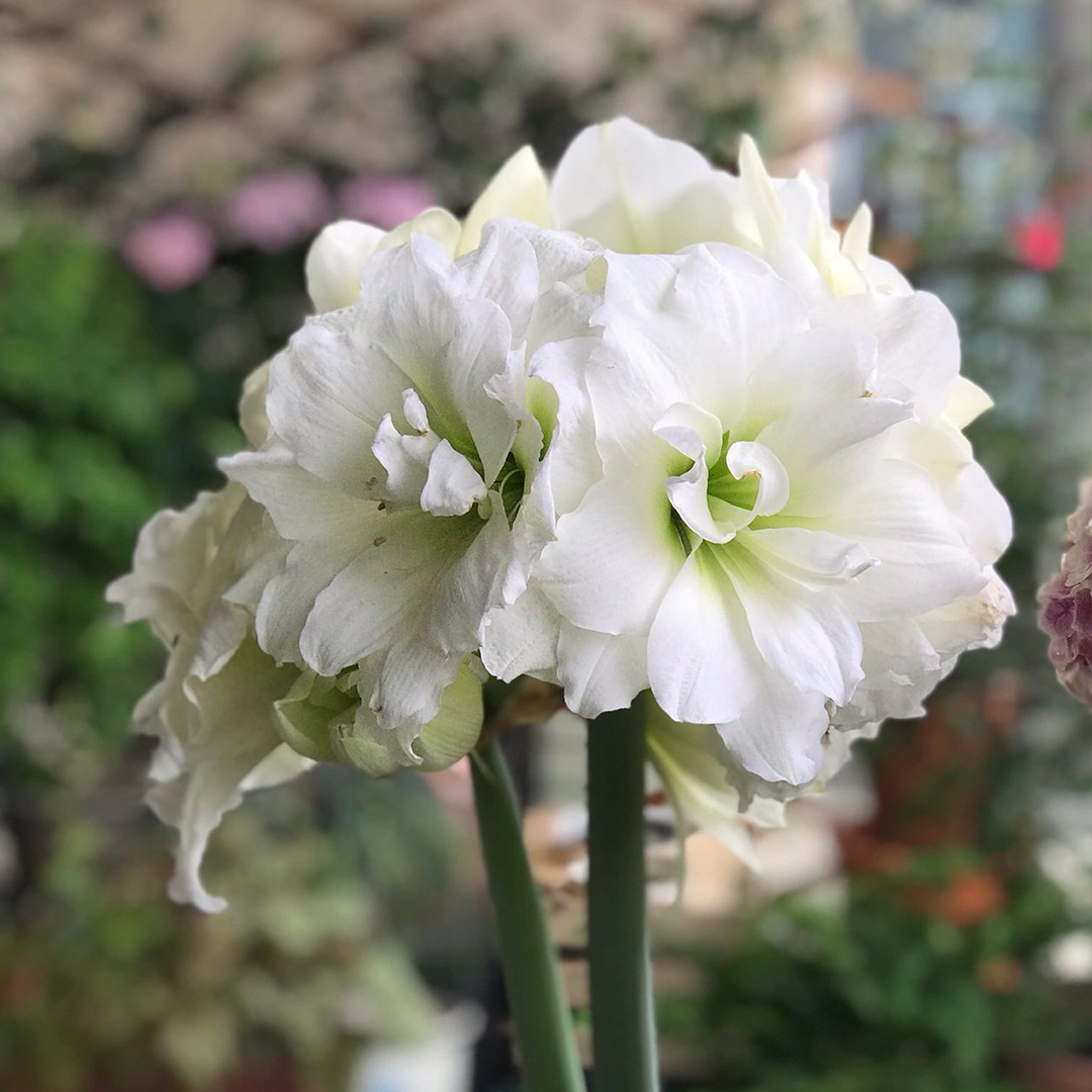 Amaryllis Bulbs - Afrey-Plantjoyfarm