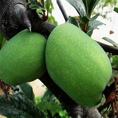 Delicious Green Papaya Seeds-Plantjoyfarm