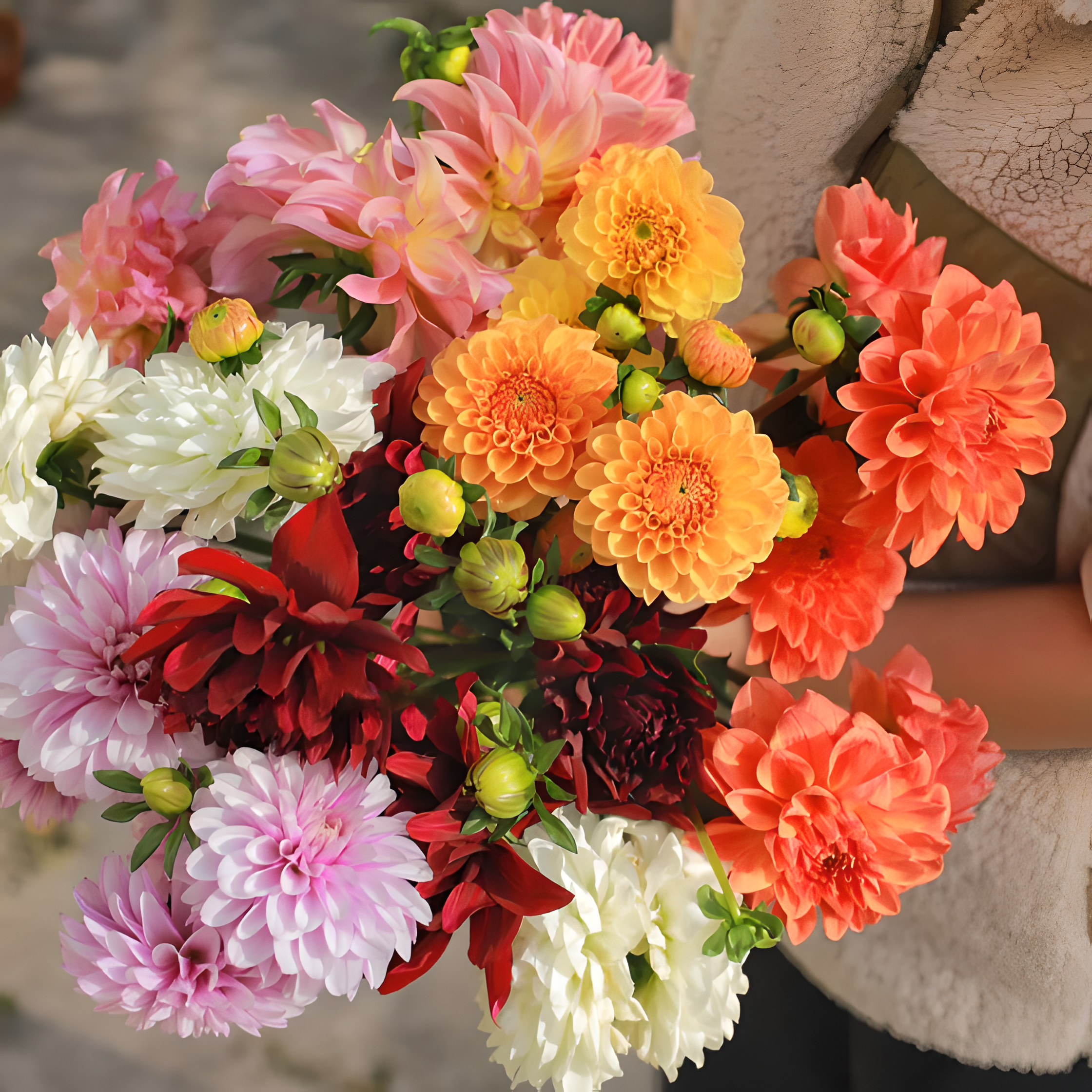 💐Double Dahlia Mixed Seeds—Thirty Mixed Breeds