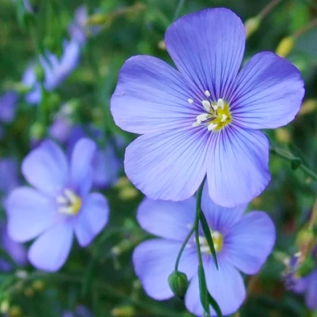 Perennial Blue Flax Seeds-Plantjoyfarm