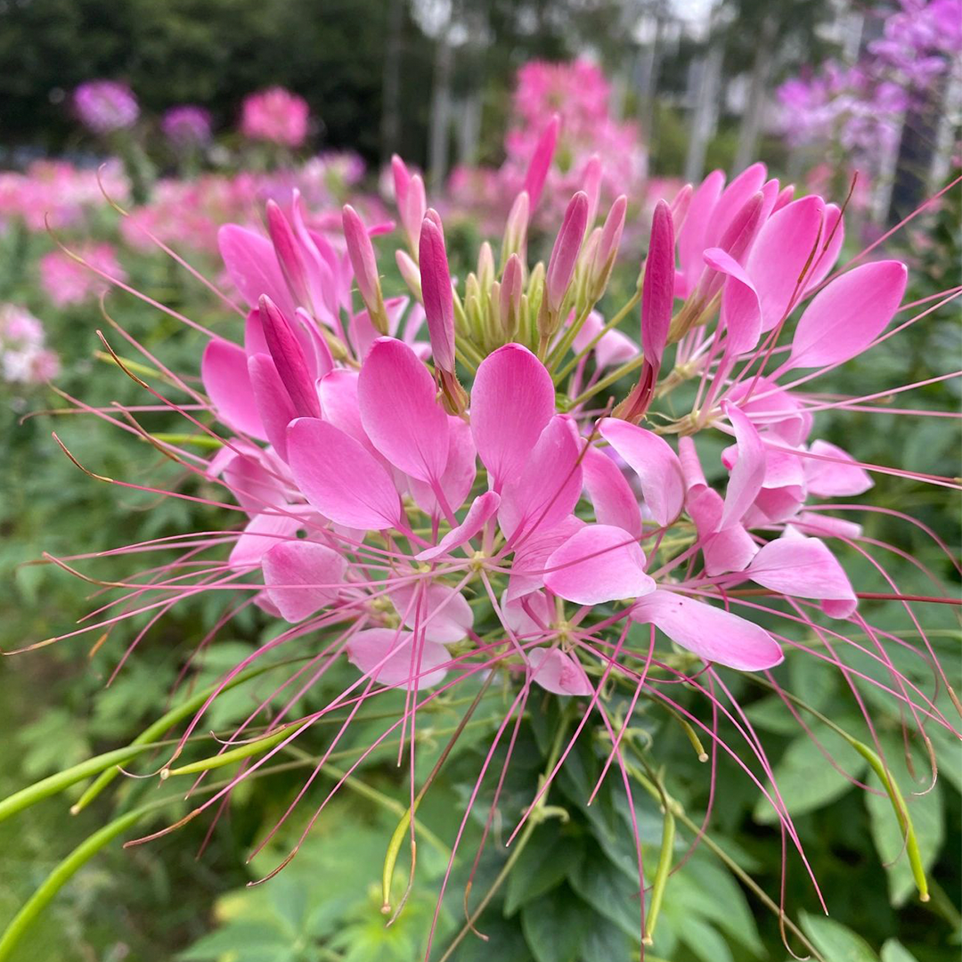 Cleome Seeds - Cherry Queen-Plantjoyfarm