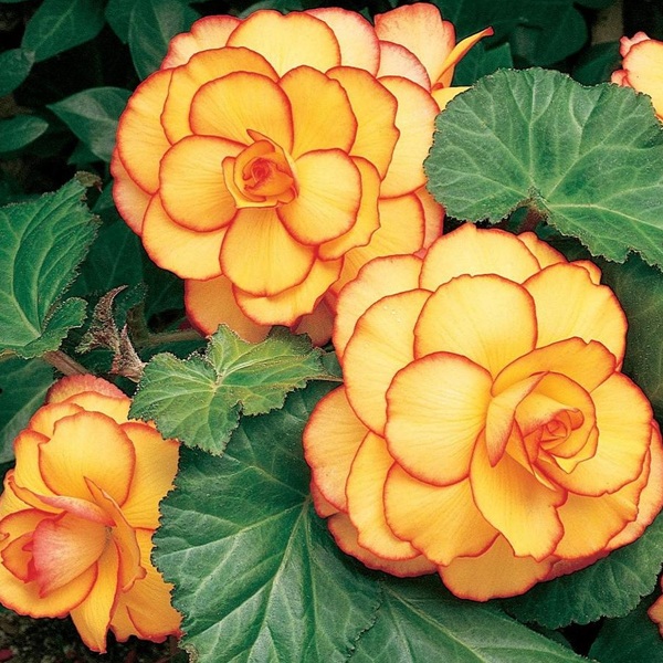 Yellow-Red Begonia Flower Seeds-Plantjoyfarm