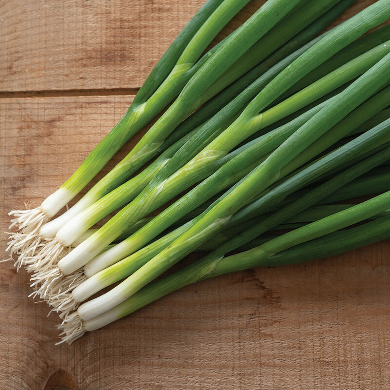 Green Onion seeds-Plantjoyfarm