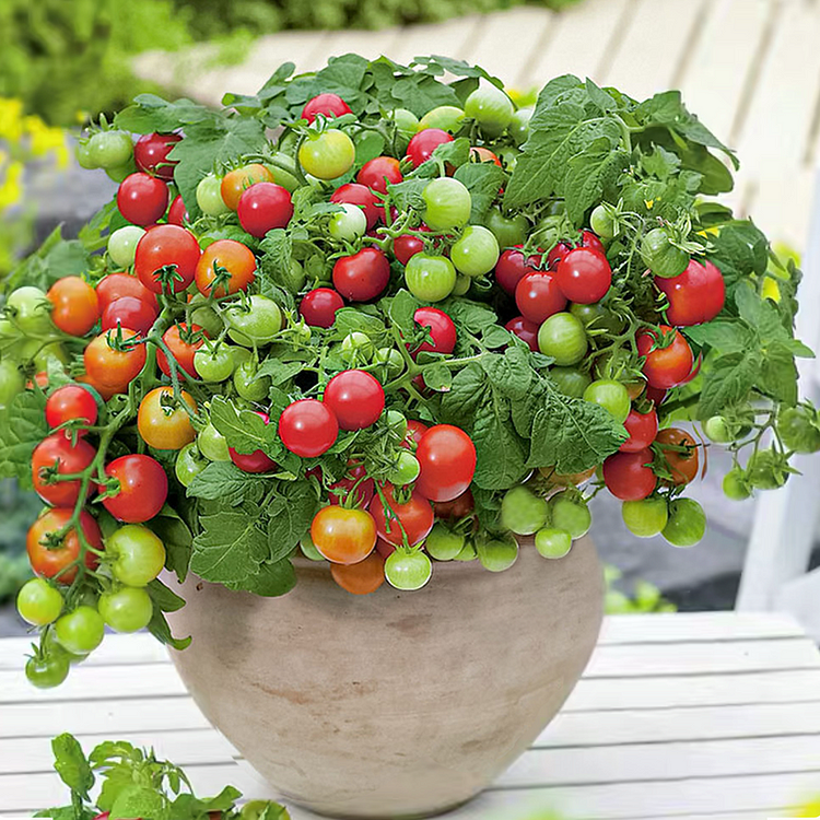 Dwarf Tomatos Seeds-Plantjoyfarm