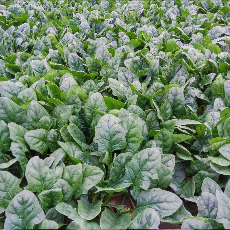 Spinach In The Snow Seeds-Plantjoyfarm
