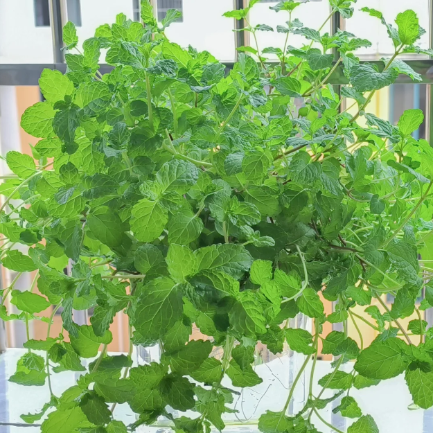 🍃The Latest Ornamental And Edible Mint Varieties-Plantjoyfarm