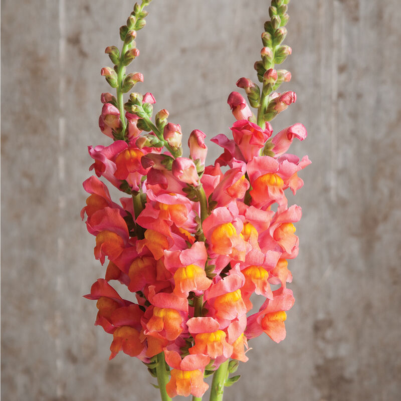 💐Double-Petaled Snapdragon Seeds