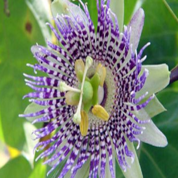 Wild Passiflora Mollissima Seeds-Plantjoyfarm