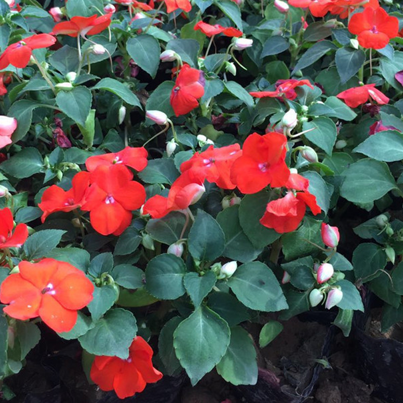Best Flower For Shade: Mixed Impatiens Seeds-Plantjoyfarm