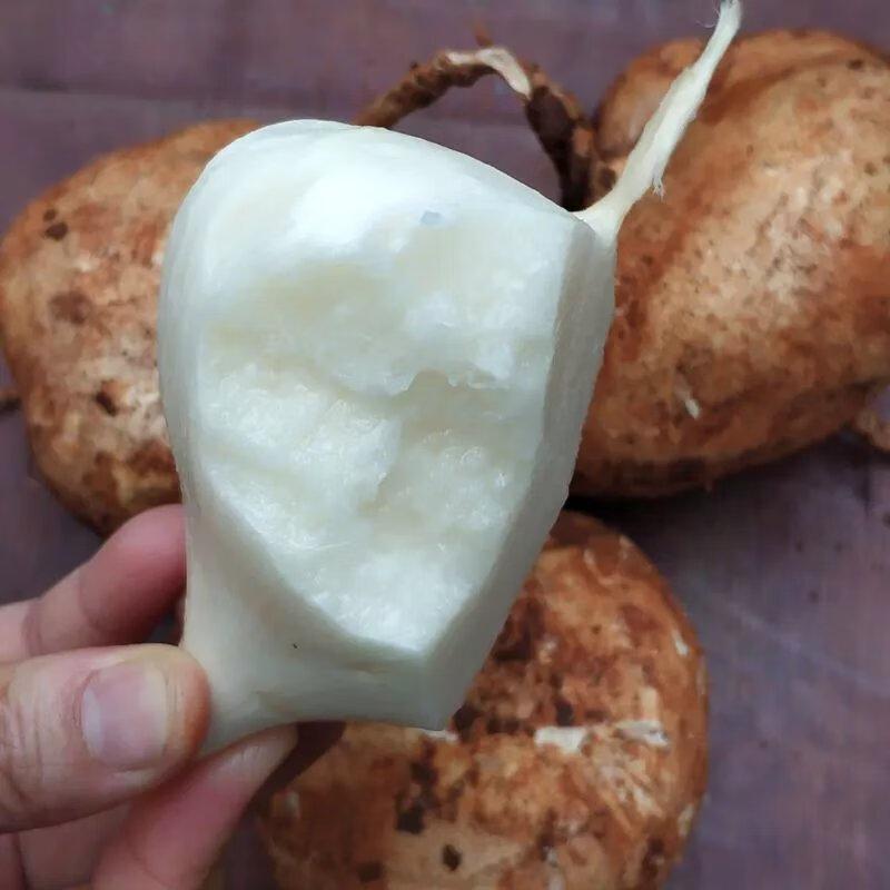 Jicama Pachyrhizus Erosus Seeds-Plantjoyfarm