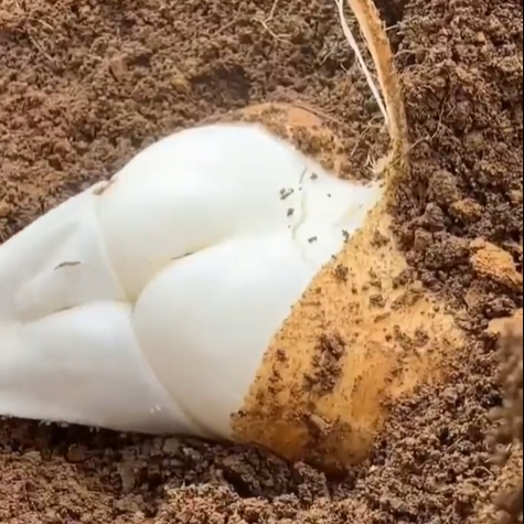Jicama Pachyrhizus Erosus Seeds-Plantjoyfarm