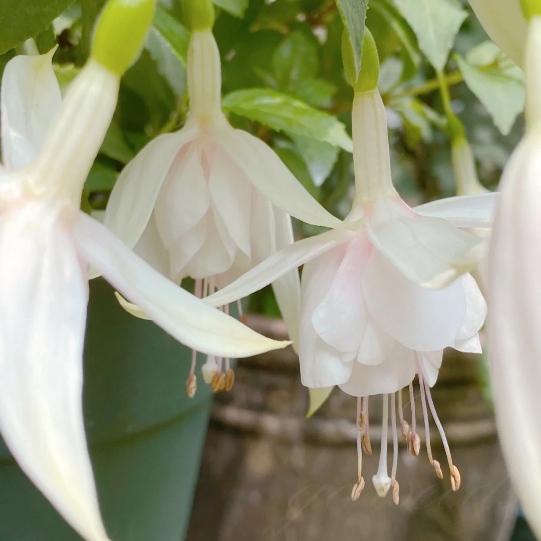 Fuchsia Flowers Seeds-Lantern Flower🌷