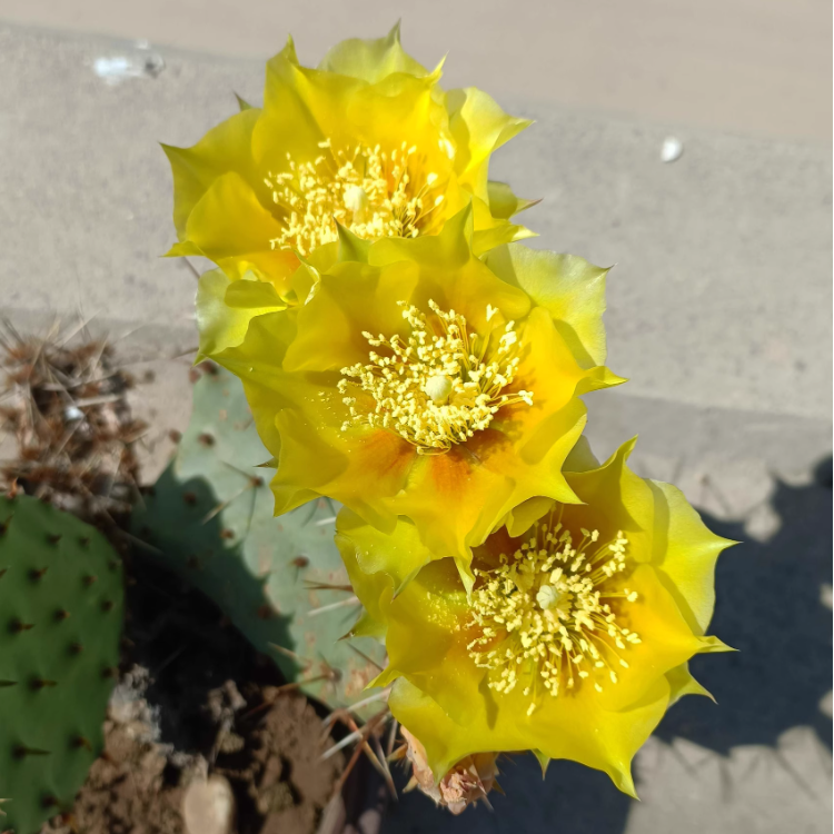 Edible Nopales Prickly Pear Cactus Seeds-Plantjoyfarm