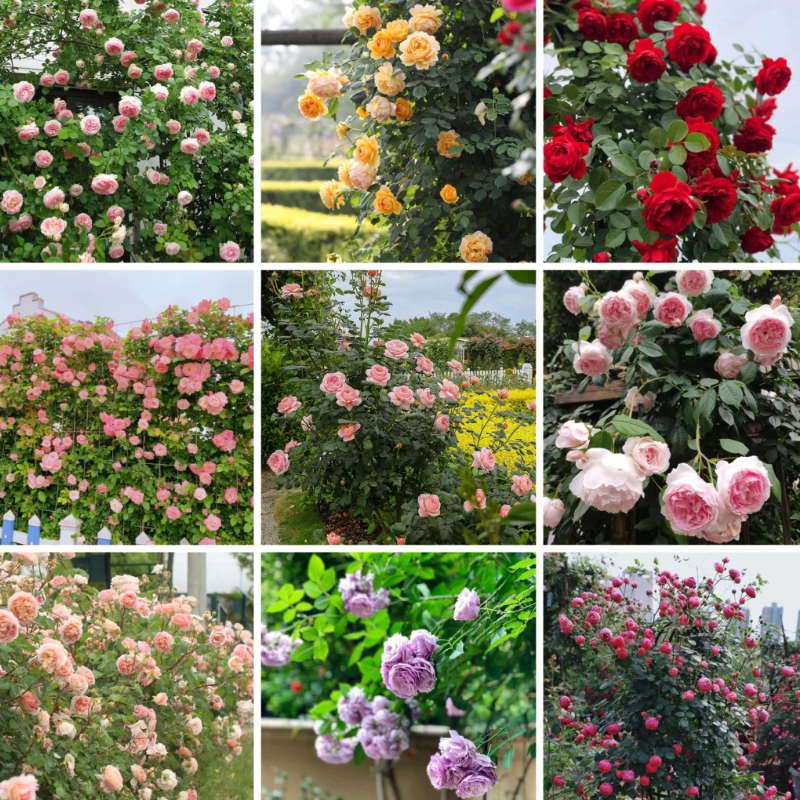 🌹Climbing Rose Seeds - Luck Rises