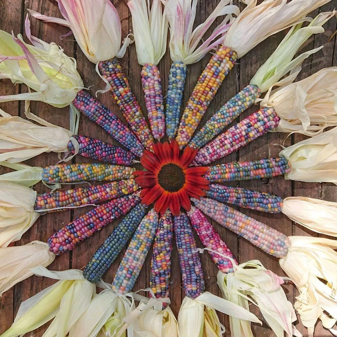 Decorative Corn Gem corn  Seeds-Plantjoyfarm