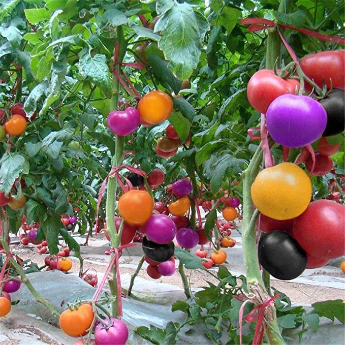Rainbow Tomato Seeds (100 Seeds)-Plantjoyfarm