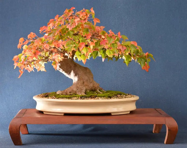 30Pcs Bonsai Tree Trident Maple Seeds-Plantjoyfarm