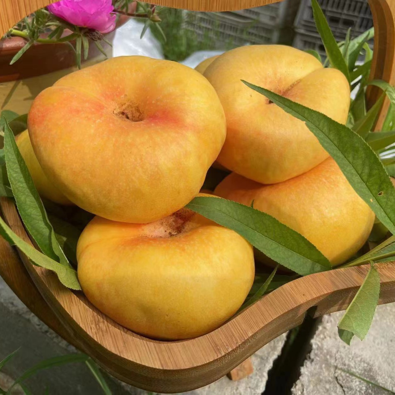 🌟Golden Legend - Golden Peach Seeds-Plantjoyfarm