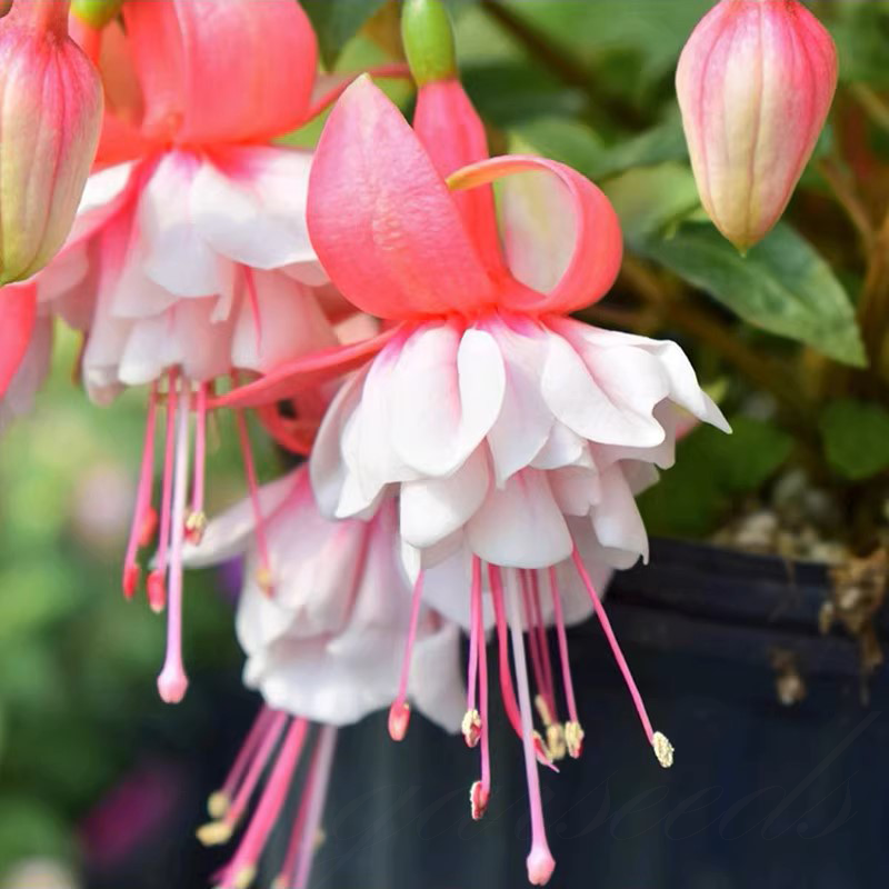 Fuchsia Flowers Seeds-Lantern Flower🌷
