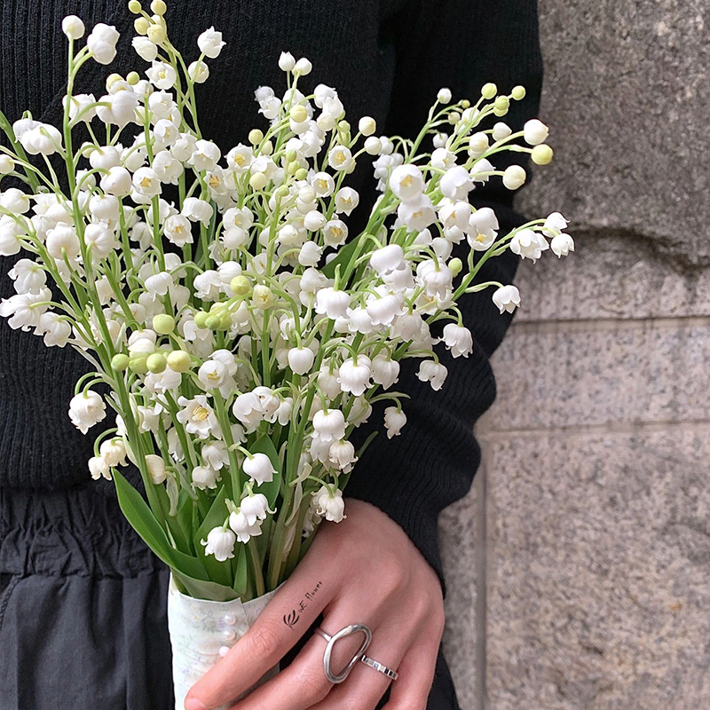 Lily of the Valley Roots-Plantjoyfarm