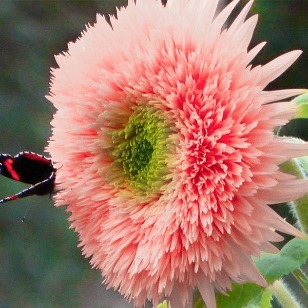 Pink Pooh Sunflower-Plantjoyfarm