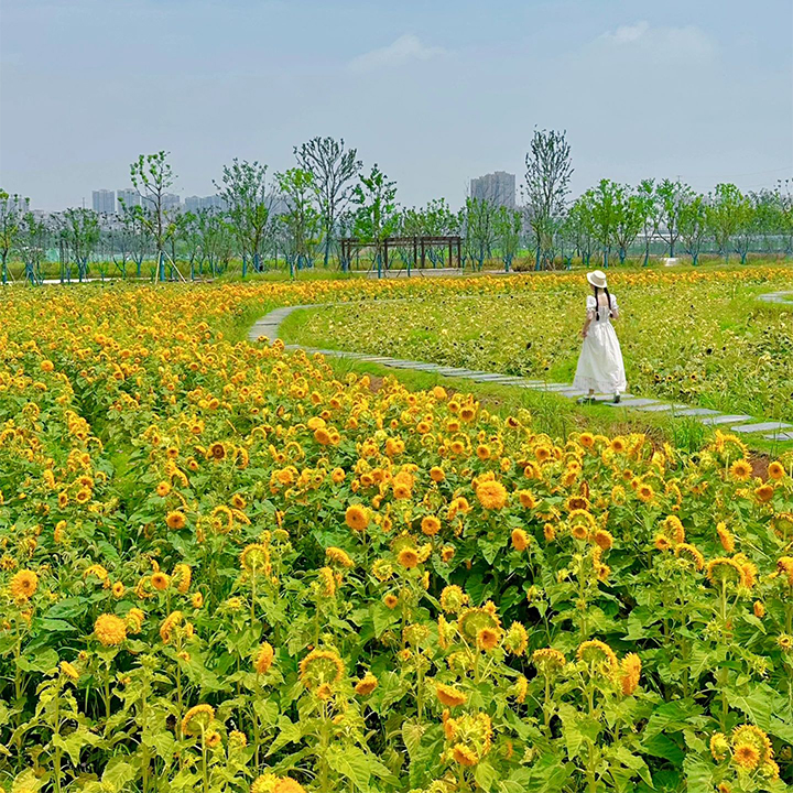 Sunflower Seeds, Teddy Bear-Plantjoyfarm