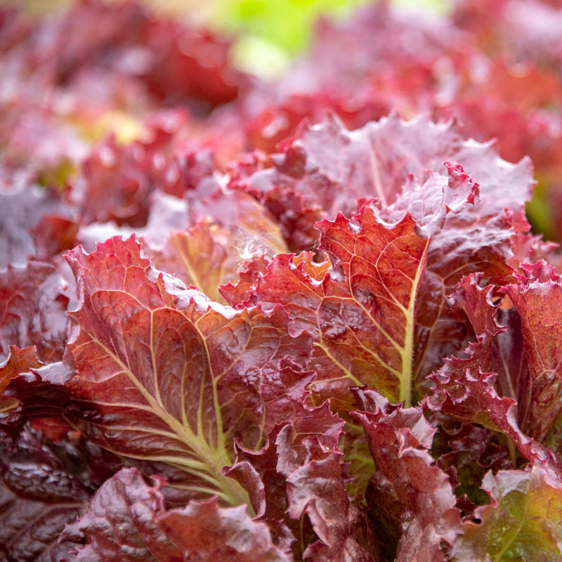 Coffee Leaf lettuce Seeds-🪴Harvest Within 30 days-Fewer Pests-Plantjoyfarm