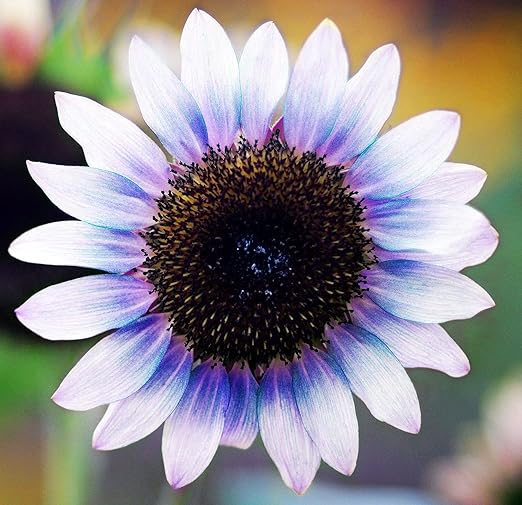 Sunflower Seeds For Planting Rare Multi Color Garden Seeds Sunflowers-Plantjoyfarm