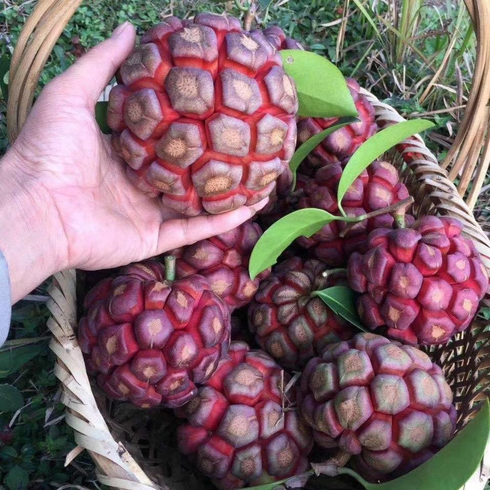 Black Tiger Seeds | Devil Fruit