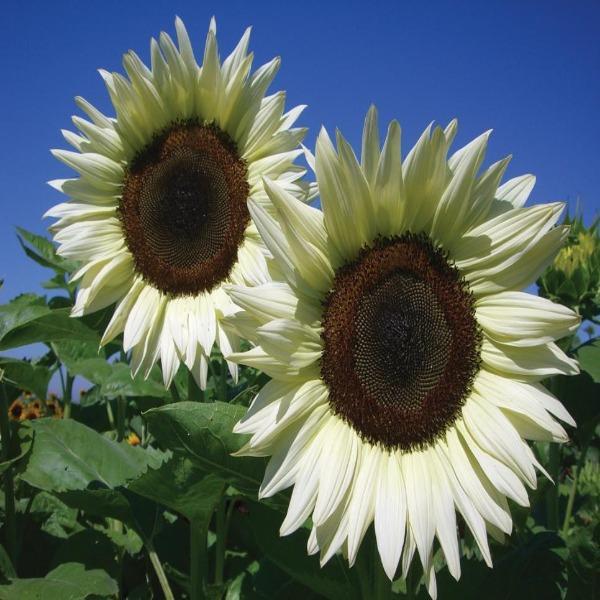 50 Pcs Italian White Sunflower Seeds-Plantjoyfarm