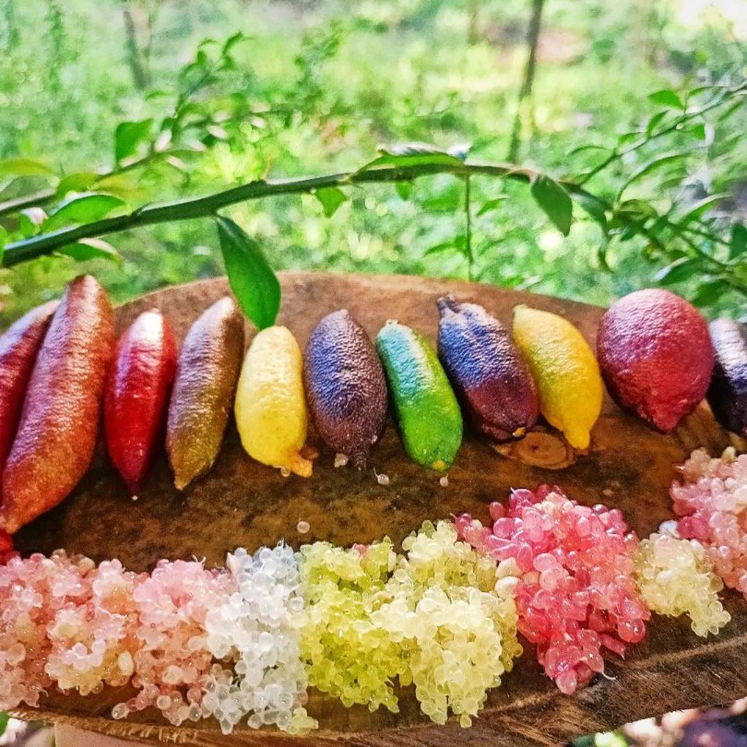 Finger Lime Seeds Lemon Caviar Seeds-Plantjoyfarm