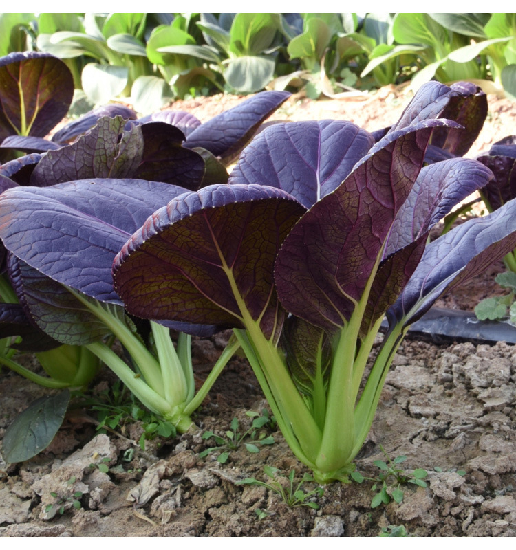 Purple Leaf Rape Seeds-Plantjoyfarm