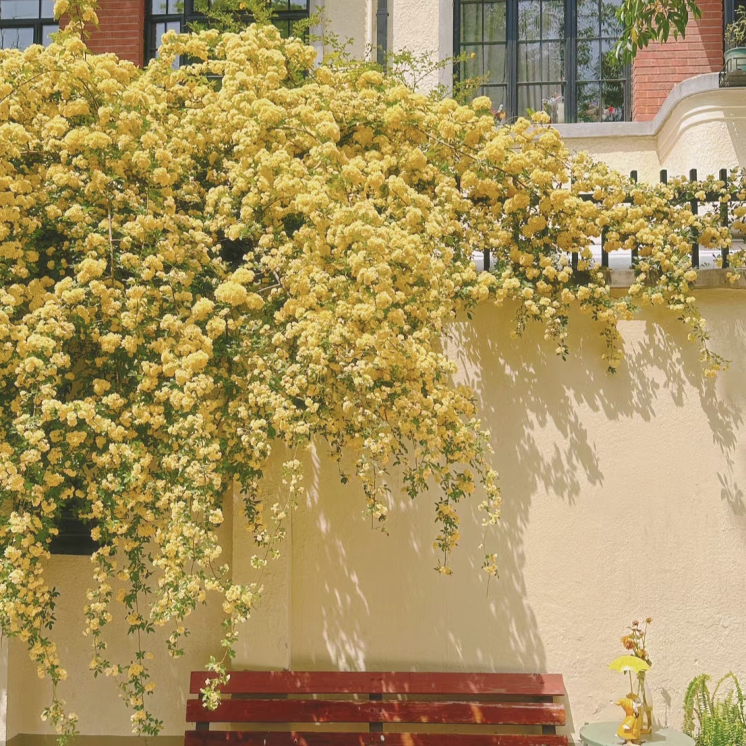 Yellow Banks Rose Seeds-Symbolizes Elegance and Happiness-Plantjoyfarm