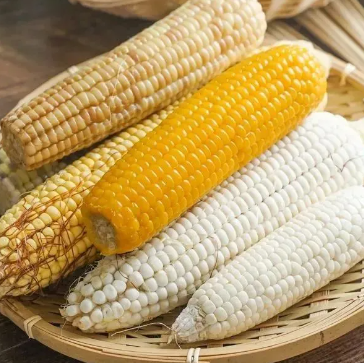 Milk Candy Corn Seeds-Plantjoyfarm